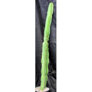 Euphorbia ammak 3-gallon pots