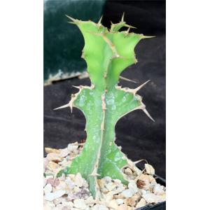 Euphorbia angularis 5-inch pots