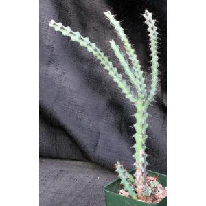 Euphorbia angustiflora 5-inch pots