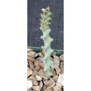 Euphorbia angustiflora 4-inch pots