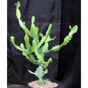 Euphorbia antiquorum 2-gallon pots
