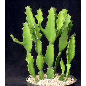 Euphorbia antiquorum 8-inch pots