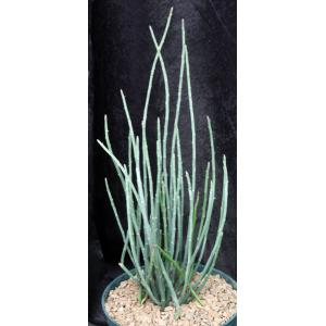 Euphorbia antisyphilitica 8-inch pots