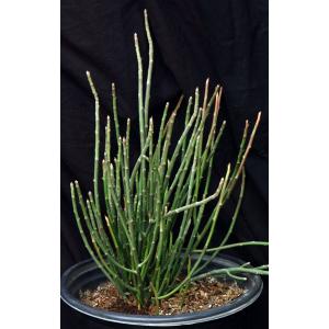 Euphorbia antisyphilitica 5-gallon pots