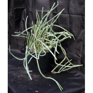 Euphorbia asthenacantha 2-gallon pots