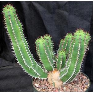 Euphorbia avasmontana 8-inch pots