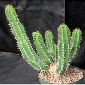 Euphorbia avasmontana 8-inch pots