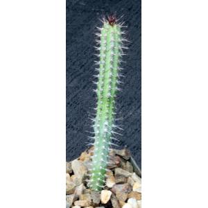Euphorbia baioensis 3-inch pots