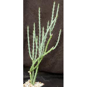 Euphorbia ballyana 5-inch pots