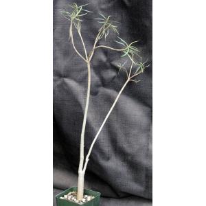 Euphorbia balsamifera ssp. balsamifera 4-inch pots