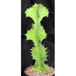 Euphorbia bougheyi x pseudocactus 2-gallon pots