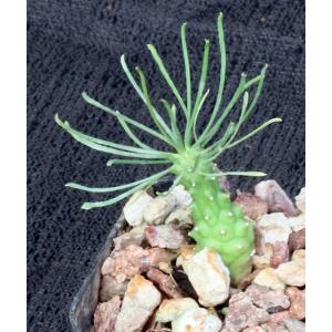 Euphorbia brakdamensis 2-inch pots