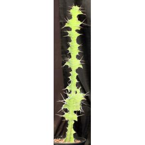 Euphorbia breviarticulata 2-gallon pots