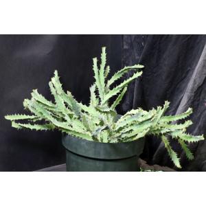 Euphorbia brevitorta 10-inch pots