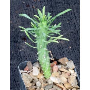 Euphorbia bubalina 2-inch pots