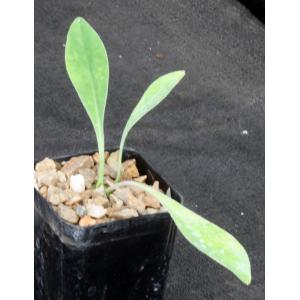 Euphorbia bupleurifolia 2-inch pots