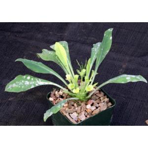 Euphorbia bupleurifolia 4-inch pots