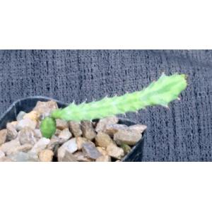 Euphorbia buruana 2-inch pots