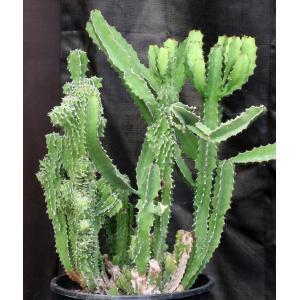 Euphorbia bussei var. kibwezensis (crest) 5-gallon pots