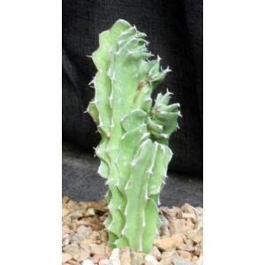 Euphorbia bussei var. kibwezensis (crest) 5-inch pots
