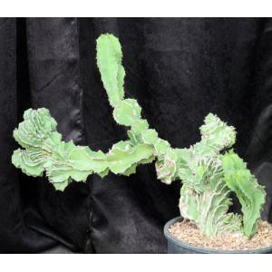 Euphorbia bussei var. kibwezensis (crest) 3-gallon pots
