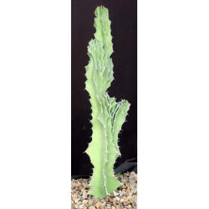 Euphorbia bussei var. kibwezensis (crest) one-gallon pots