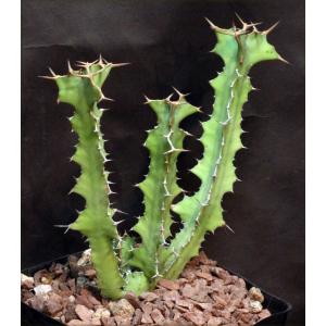 Euphorbia cactus var. tortirama one-gallon pots