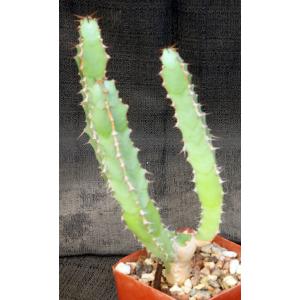 Euphorbia caerulescens 4-inch pots