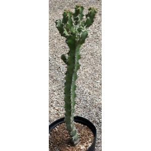 Euphorbia caerulescens 5-gallon pots