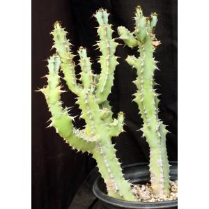 Euphorbia caerulescens 5-gallon pots