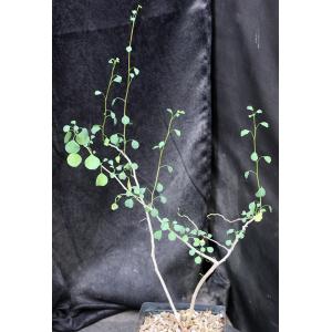 Euphorbia californica one-gallon pots