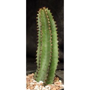 Euphorbia canariensis one-gallon pots