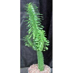 Euphorbia candelabrum 8-inch pots