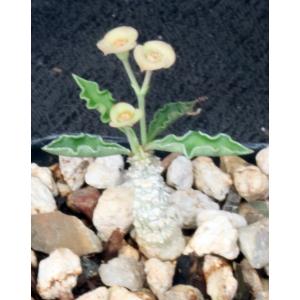 Euphorbia capmanambatoensis 2-inch pots