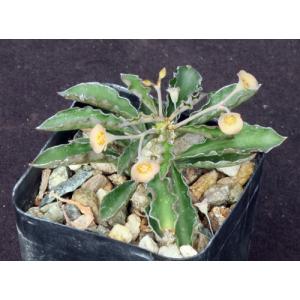 Euphorbia capsaintemariensis 2-inch pots