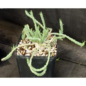 Euphorbia caput-medusae one-gallon pots