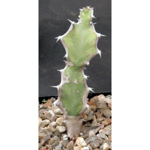 Euphorbia carteriana 5-inch pots