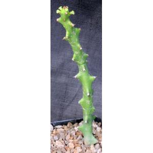 Euphorbia cattimandoo 5-inch pots