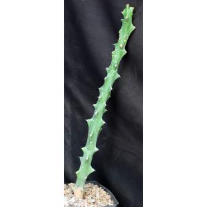 Euphorbia cattimandoo one-gallon pots
