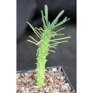 Euphorbia clandestina 5-inch pots