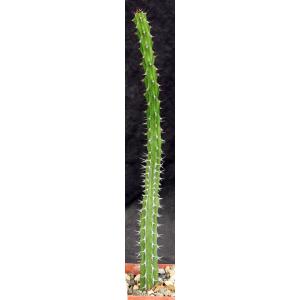 Euphorbia classenii 4-inch pots