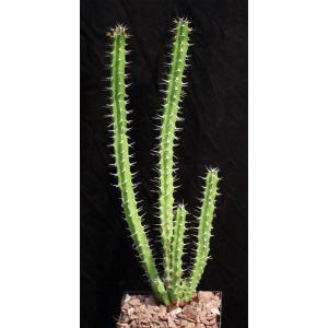 Euphorbia classenii 5-inch pots