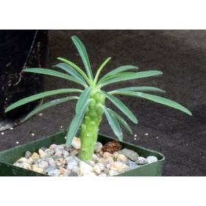 Euphorbia clava 4-inch pots