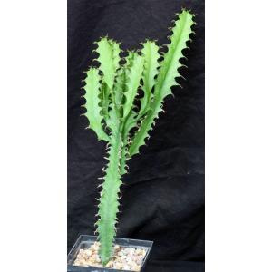 Euphorbia confinalis ssp. confinalis 5-inch pots
