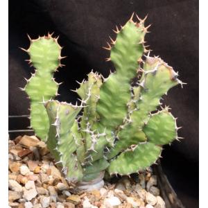 Euphorbia cooperi var. graniticola one-gallon pots, Arid Lands Greenhouses