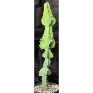 Euphorbia cooperi var. cooperi 10-inch pots