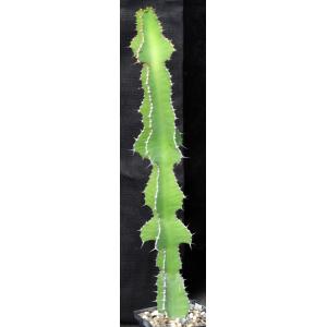 Euphorbia cooperi var. cooperi 5-inch pots
