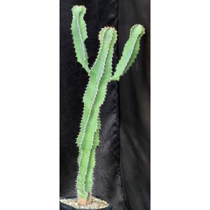 Euphorbia cooperi var. cooperi one-gallon pots