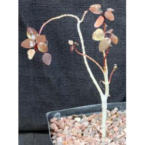 Euphorbia cotinifolia one-gallon pots