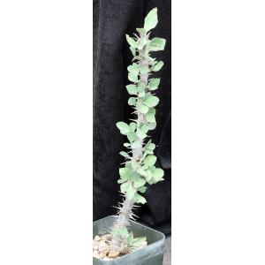 Euphorbia croizatii 4-inch pots